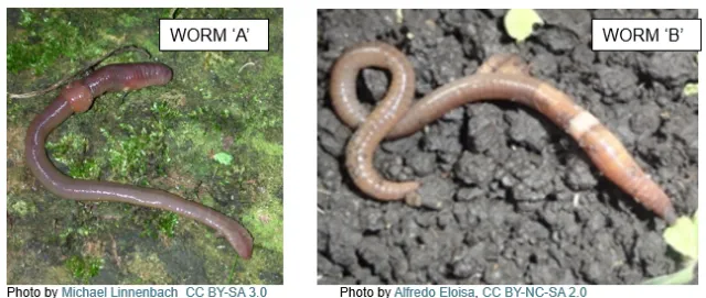 Worms W2024