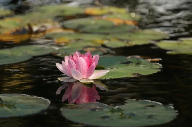 flower-1845520 1280 -Pixaby,Pexels