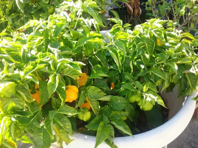 Scotch Bonnet OG photos by Nanelle Jones-Sullivan