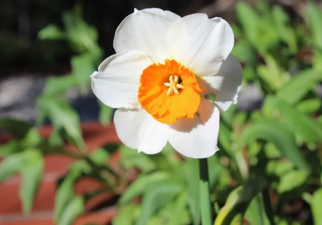 Daffodil.