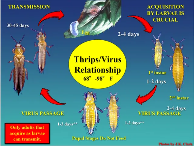 20240415 4th report life cycle figure