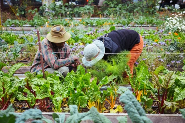 Community Garden