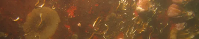 Biofouling