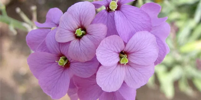 Erysimum