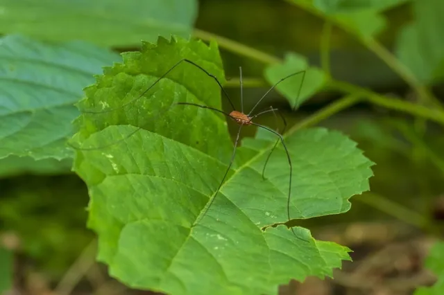 Daddy longleg harvestman-5353369 1280 - mdherren
