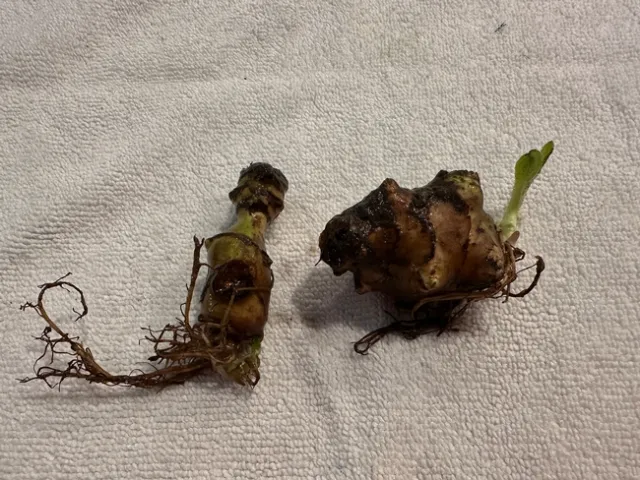 Sunchoke
