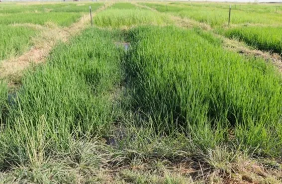 zembu plot image