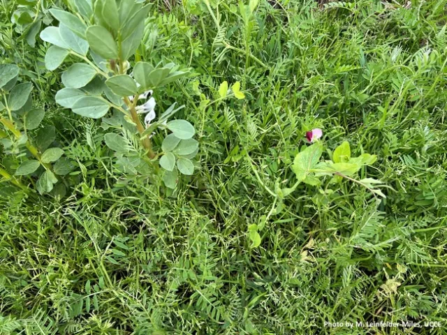 cover crop image