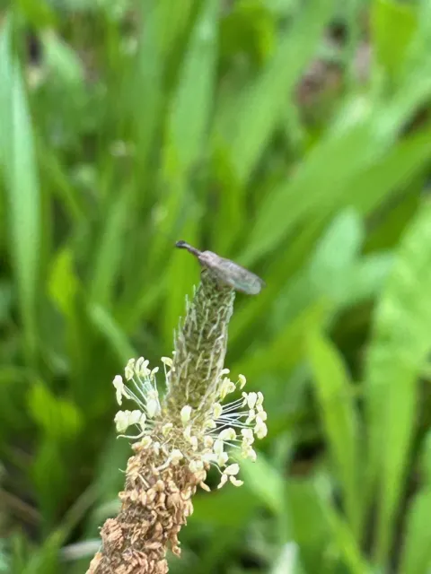 snakefly