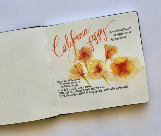 journal poppy info