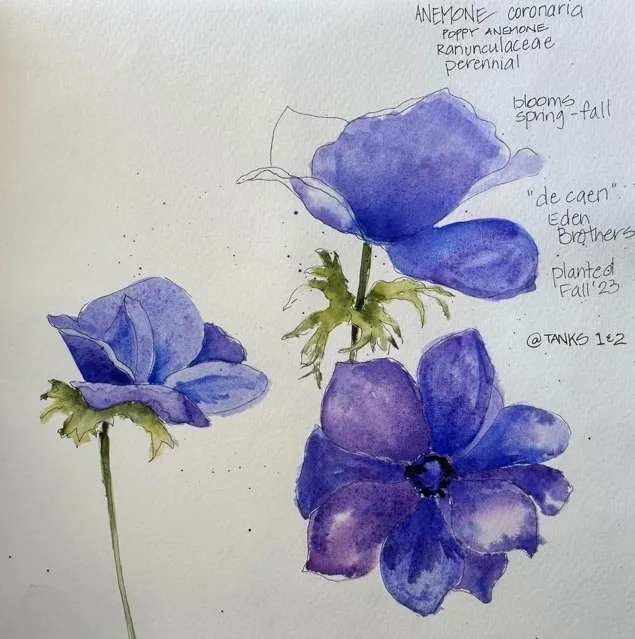 anemone pic