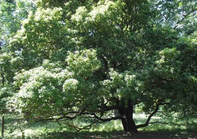 Madrone in Lower Bidwell Park. Laura Lukes