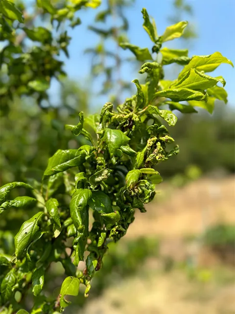 fruit tree 5