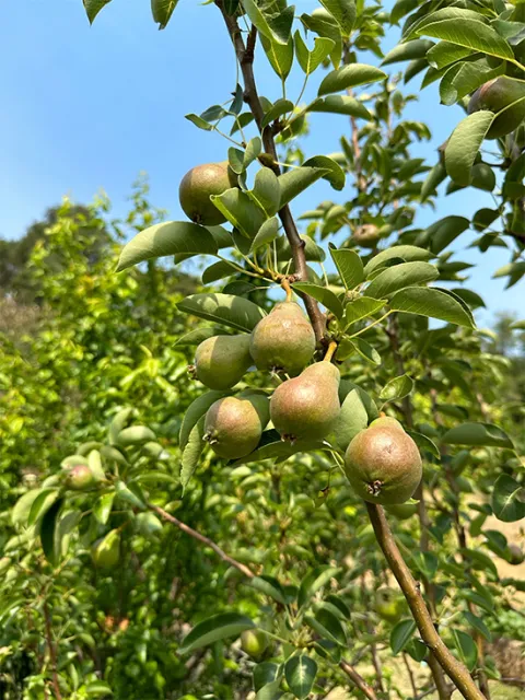 fruit tree 4