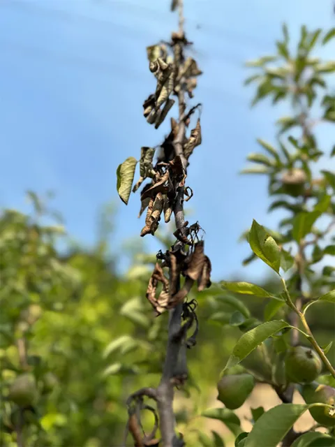 fruit tree 3