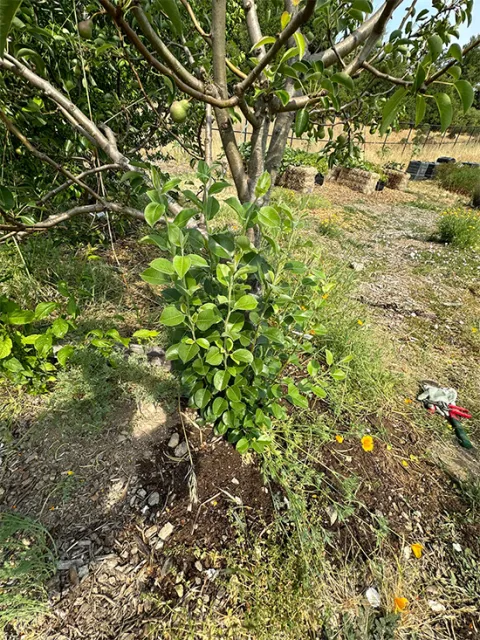 fruit tree 2