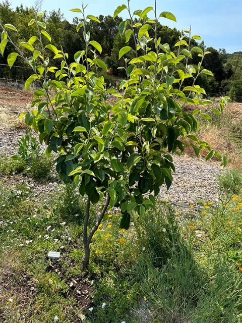 fruit tree 1