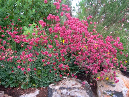 CA buckwheat rubescens-AA