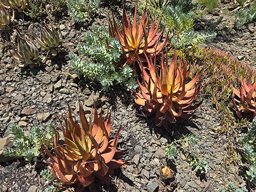 Aloe Microstigma -20240626_132922