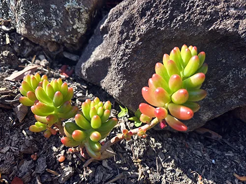 20240620_092835_Sedum_Jelly Bean_sm