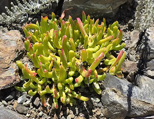Glottipphyllum hybrid_Ice Plant Family_20240626_134632