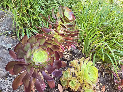 Sunkissed_Aeonium_sm500