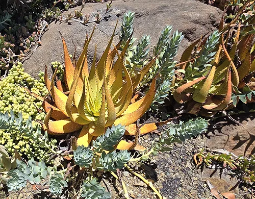 Aloe microstigma-20240626_133335-sm