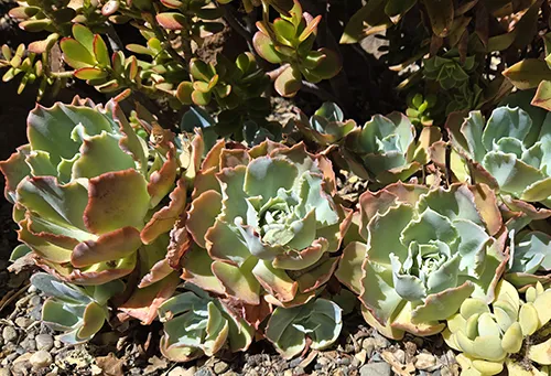 Echeveria-sm500