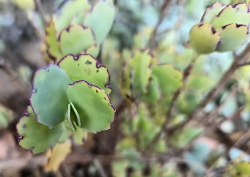 20240619_071013_Kalanchoe_sm - Copy
