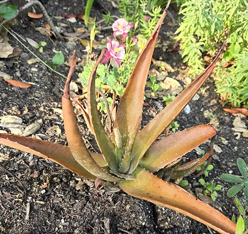 20240619_070940_AloeVera_sm - Copy