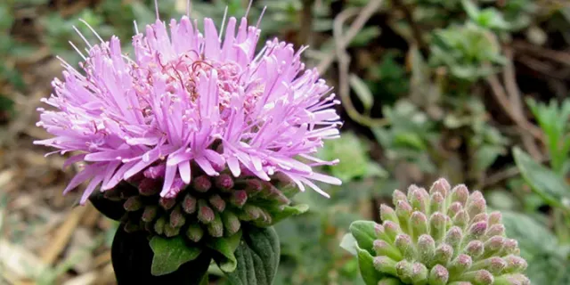 coyote mint