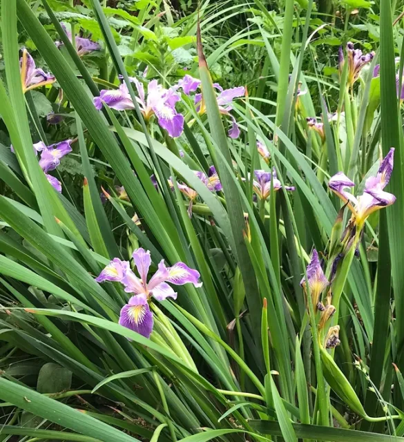 Ruth Storer iris.