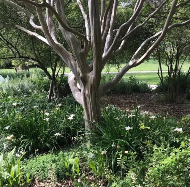 Moon Garden