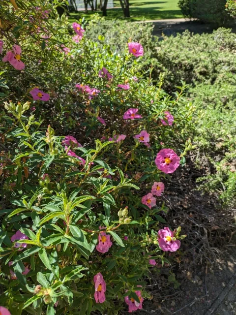 cistus