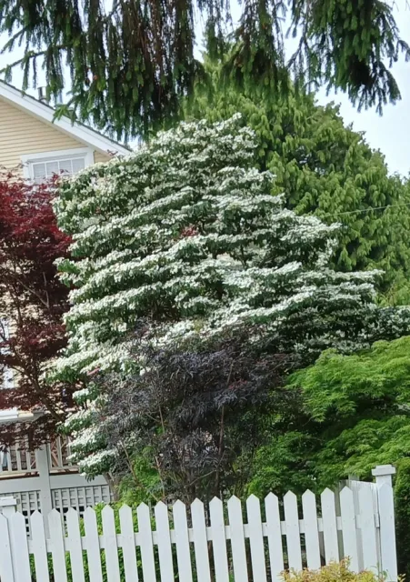 Dogwood