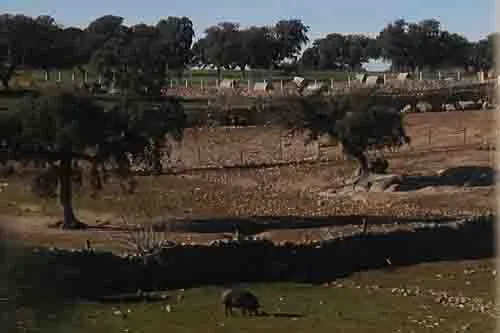 Cork oak (Quercus suber) with Iberian hog, in Spain. Joseph Connell