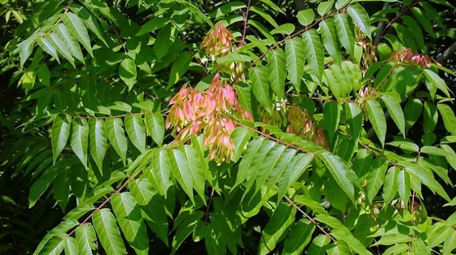 close-up of tree of heaven