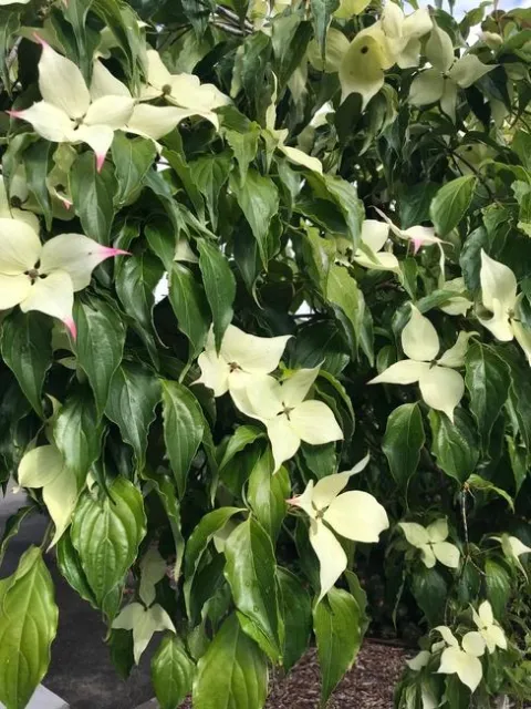 Dogwood.