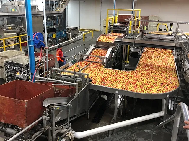 Brightly colored fruit winds along a conveyor belt inside one of the working areas of the UC Davis Postharvest Research and Extension Center