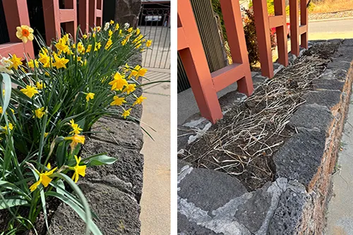 22-07-24Daffodils-2