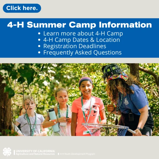 Camp