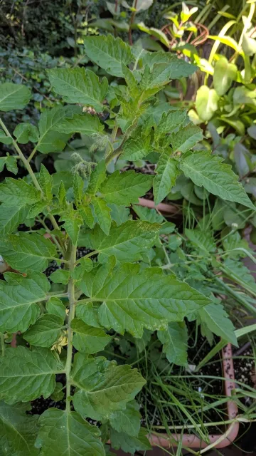 Regular leaf.