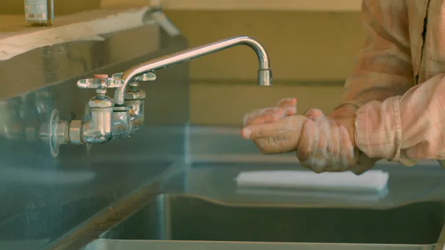 Figure 4. Before harvesting elderberries and/or elderflowers, wash your hands thoroughly to minimize the risk of contamination. Ethan Ireland.
