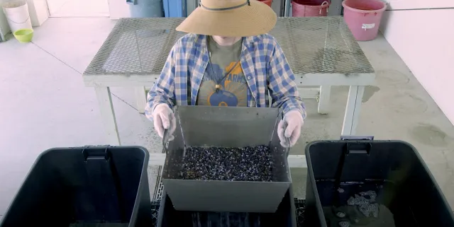 Figure 5. A dunk tank triple wash system uses sequential food-grade tubs to remove debris from, sanitize, and rinse elderberries. Ethan Ireland.