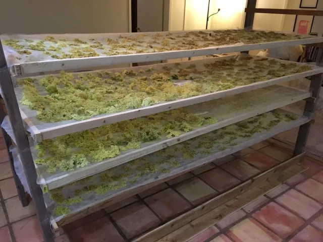 Figure 5. Elderflowers on racks in a drying room. Photo from Carmel Berry Company.