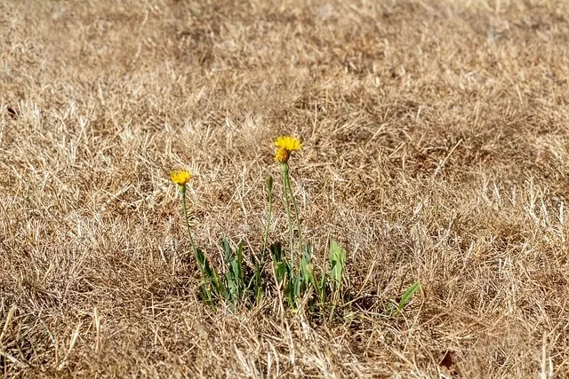 Lawns are are suffering under record-setting heat. (Photo: Pixabay)