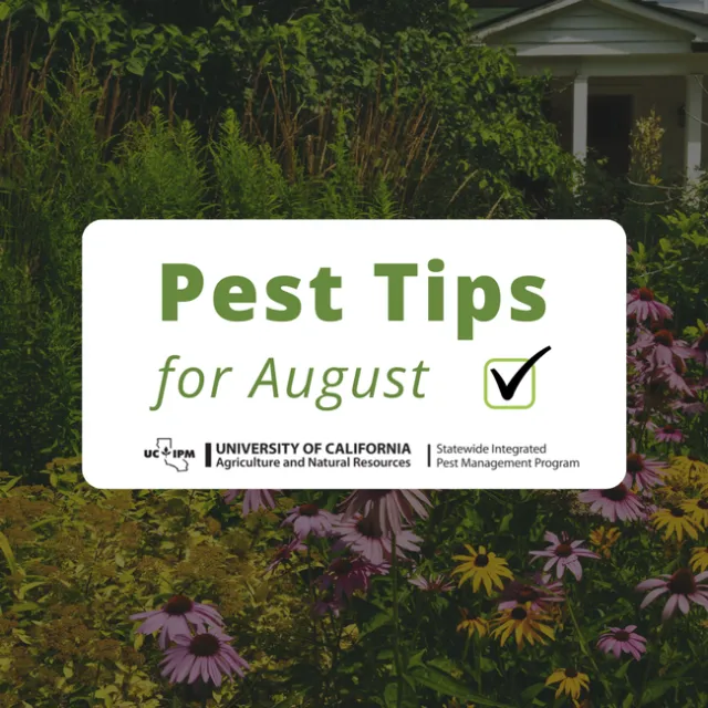 Pest tips for August