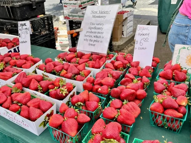 Aproximadamente el 13 por ciento de todas las fresas producidas en la Costa Central son cultivadas de manera orgánica. Aquí se muestran la variedad de fresas UC-bred Monterey.