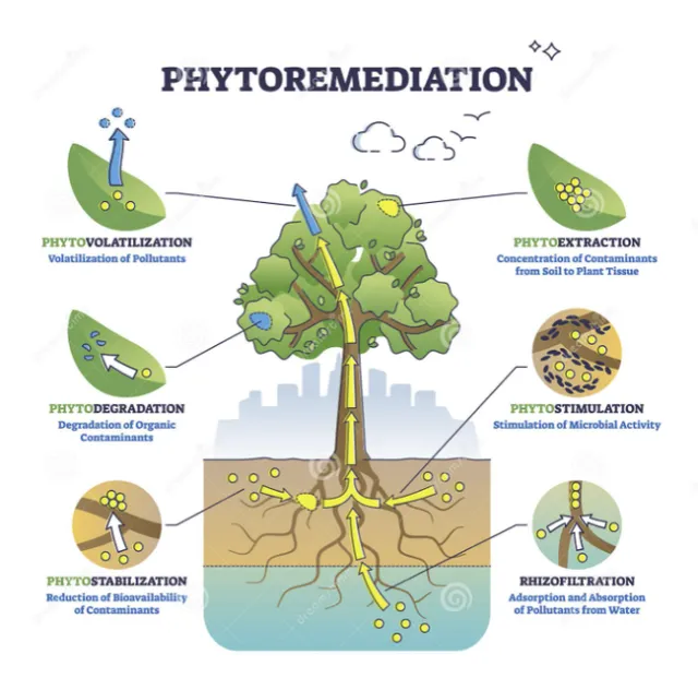phytorem-1