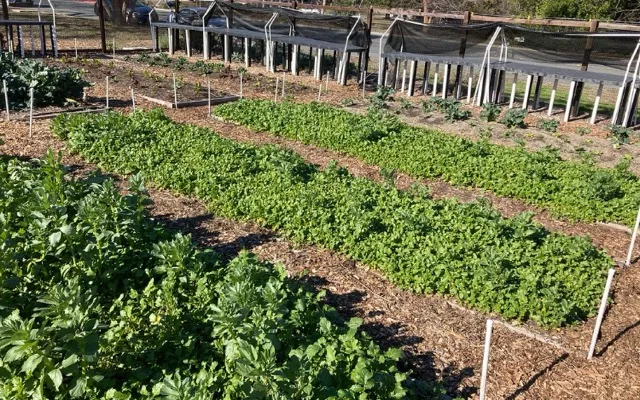 CoverCrops
